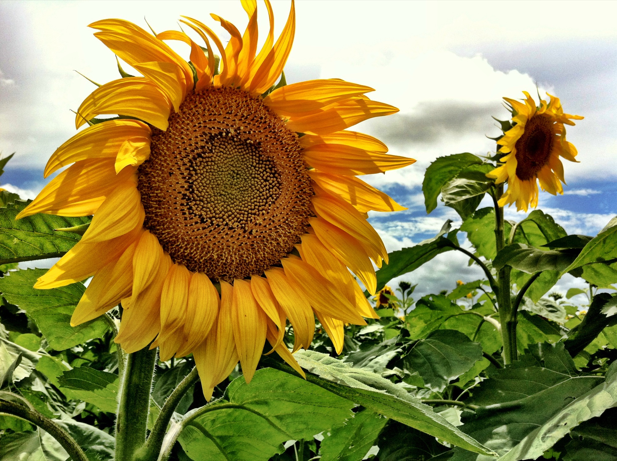 Sunflower photograph 15 of 19